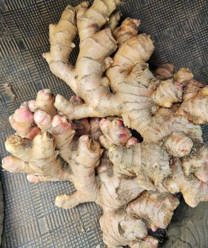 Fresh Ginger, Packaging Size : 500g, 1Kg, 5Kg Net Bag