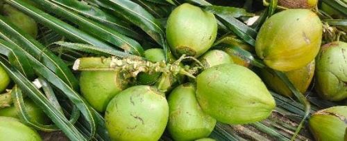 Tender Coconut 2kgs for Consumption