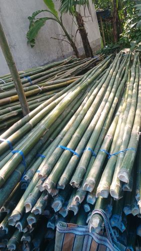 Bamboo Poles, 10 Feet Tall 5 -6 Inch