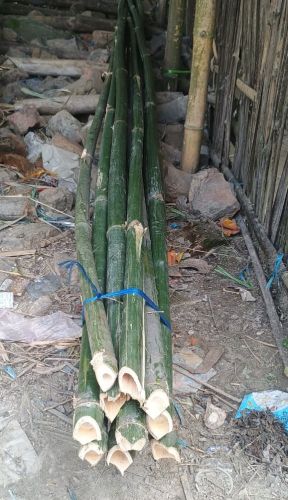 Bamboo Poles, 10 Feet Tall Super Top