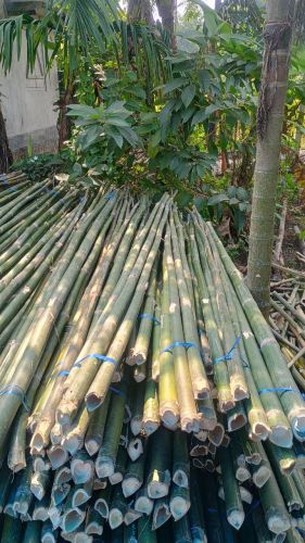 Bamboo Poles 20 Feet Tall 5 - 6 Inch