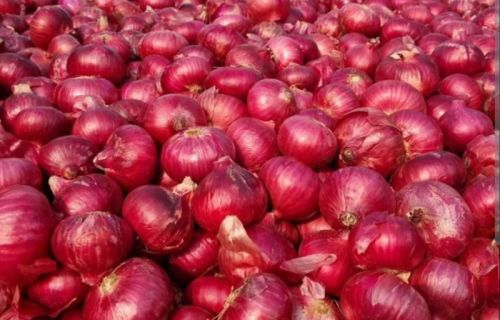 Red Onions, Packaging Size : 5Kg, 10Kg Net Bag