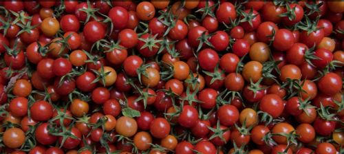 Red Fresh Tomato, Cultivation Type : Natural