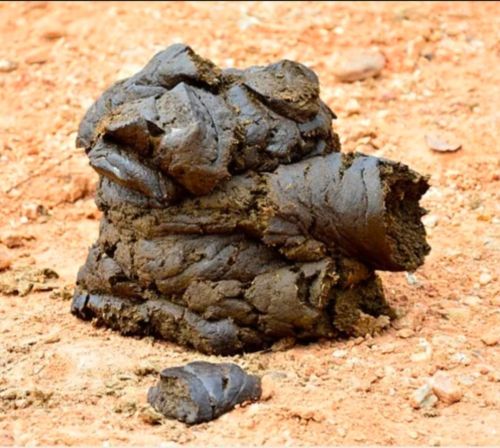 Cow Dung, Form : Cake for Religious, Chanting, Hawan, Pooja