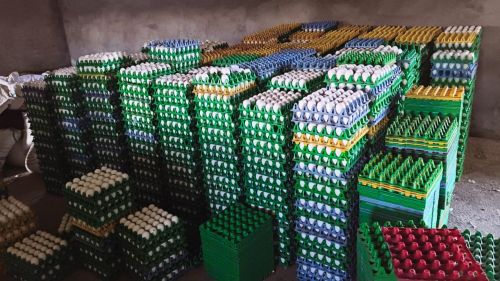 White Poultry Eggs for Human Consumption