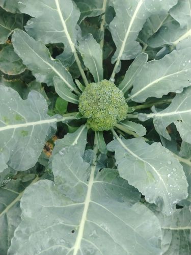 Fresh Broccoli, Quality Available : A Grade