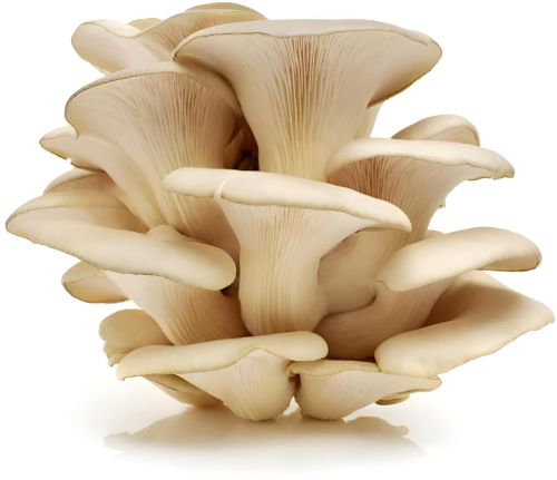 Fresh Oyster Mushroom, Color : White, Packaging Type : Plastic Bags