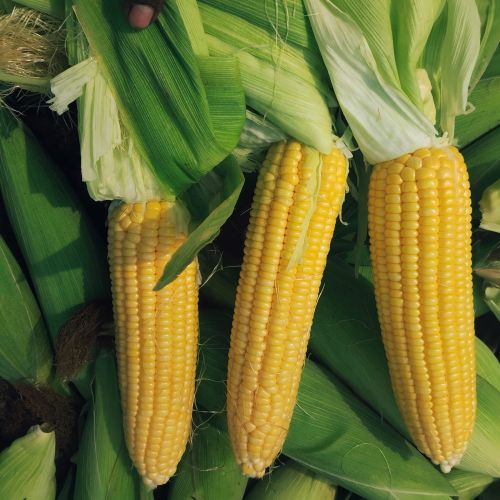 Sweet Corns, Packaging Size : Buyer Wish