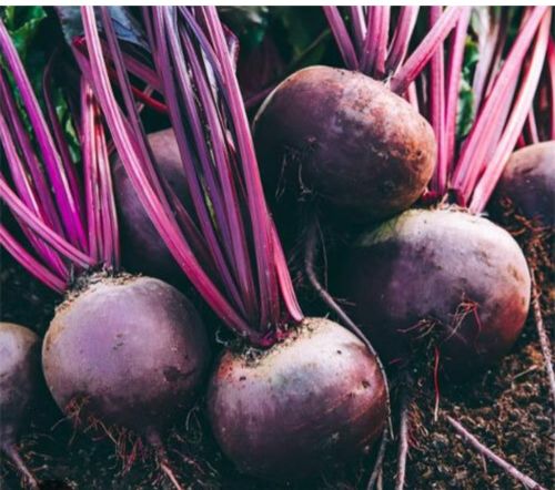 Beetroot, Color : Original Medium