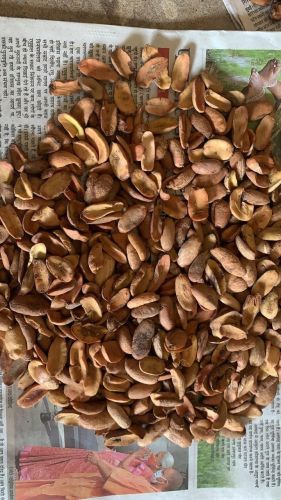 Medicine Grade Brown Dori - Mahua Seeds, Seed Type : Natural