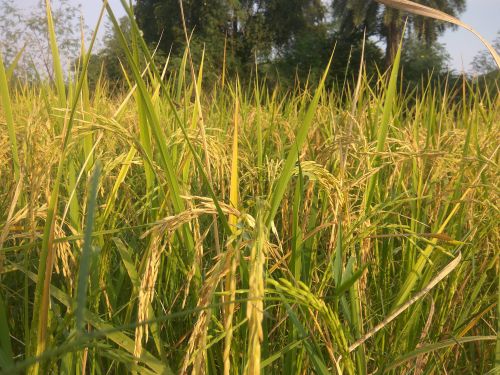 Paddy Seed, Packaging Type : Bags, Sacks For Agriculture, Farming