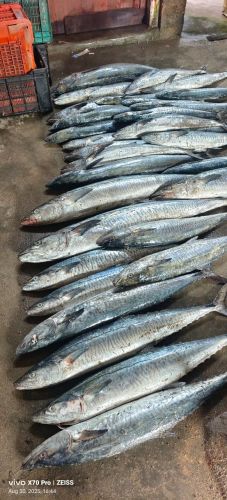 Chilled Seafoods, Color : Silver Cooked, Instant, Preserved