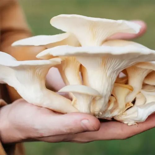 Fresh Oyster Mushroom, Packaging Size : 500g, 1Kg, Form : Whole