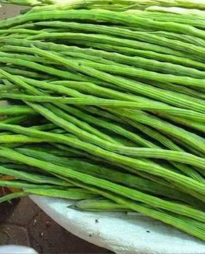 Green Moringa Drumstick, Cultivation Type : Natural