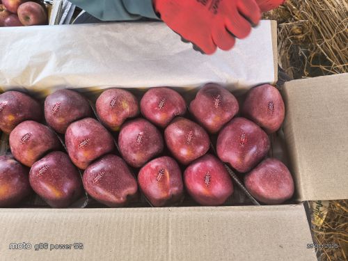 Red Apple, Packaging Type : Loose, Packaged