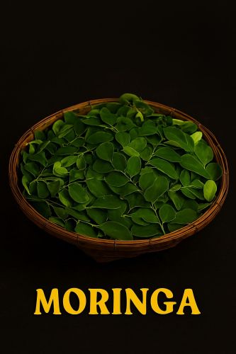 Moringa Leaves, Color : Green