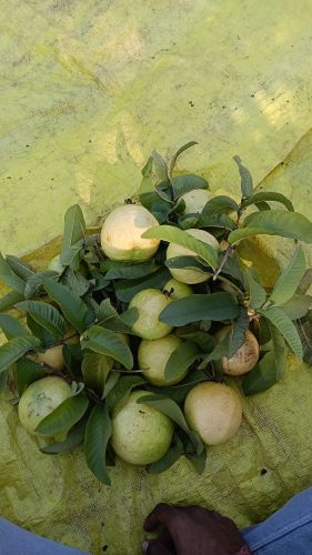 Green Or Yellow Fresh Guava For Human Consumption