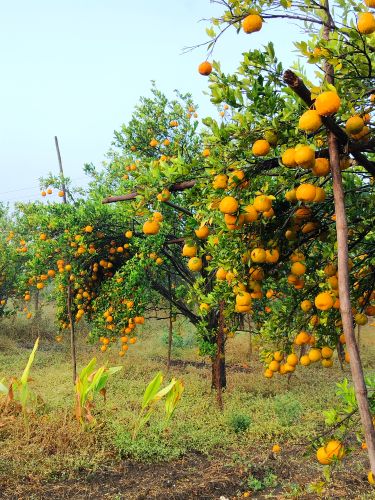 Orange, Packaging Size : 5kg, 10kg, 15kg, 20kg