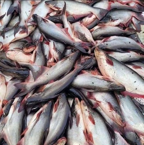 Pangasius Fish Seed, Shape : Whole, Certification : FSSAI Cetified