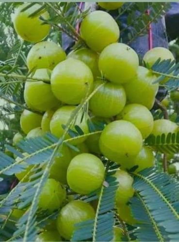 Amla Fruit, Packaging Size : 25Kg, Packaging Type : Net Bag
