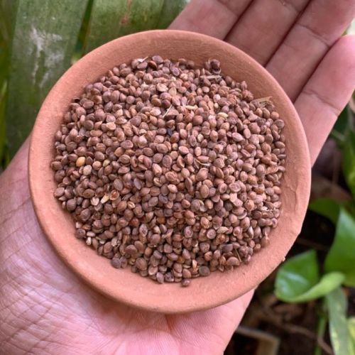 Organic Kodo Millet Seeds, Seed Type : Natural 100%