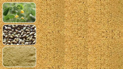 Cassia Tora Split for Food Industry, Herbal Medicine