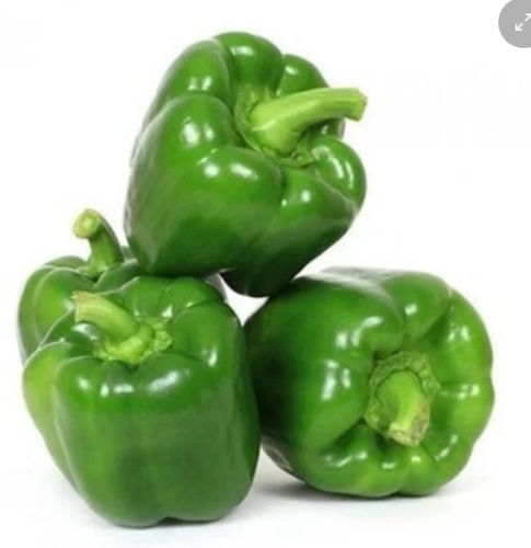 Fresh Capsicum, Packaging Type : Loose, Plastic Bag