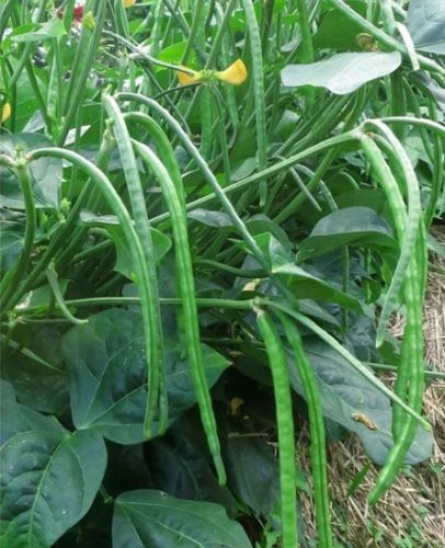 Cowpea (Lobia) Seeds for Sowing Planting Cultivation