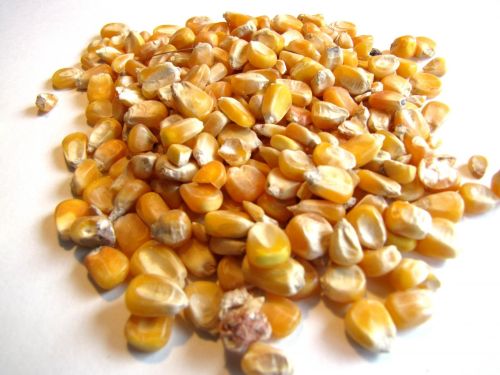 Maize, Color : Yellow for Livestock Feed
