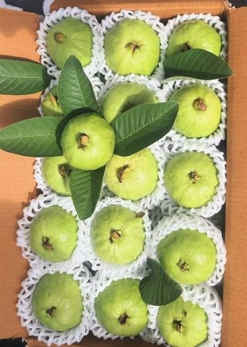 Guava, Packaging Size : 5kg, 10kg, 15kg, 20kg For Human Consumption