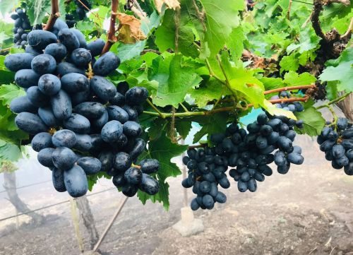 Sharad Black Grapes