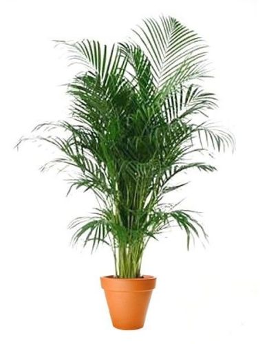 Areca Palm Plant For Ornamental