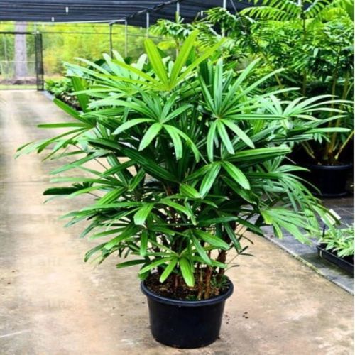 Well Drained Rhapis Palm Plant for Ornamental