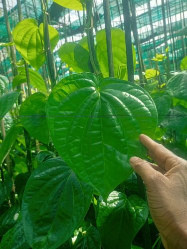 Natural Fresh Betel Leaf