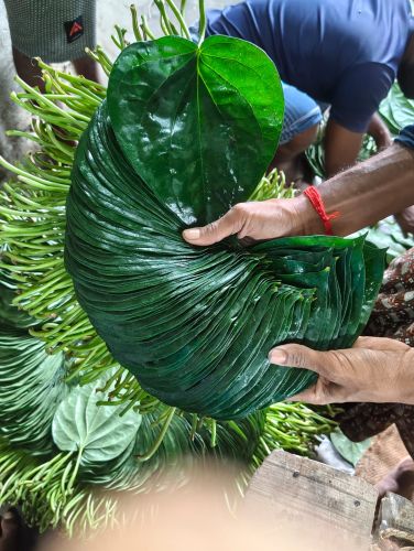 Natural Betel Leaf, Color : 6-8inchs(L)x5-6inchs(W)