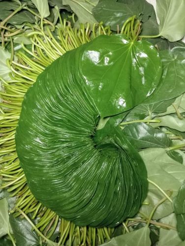 Natural Sweet Betel Leaf, Color : Green