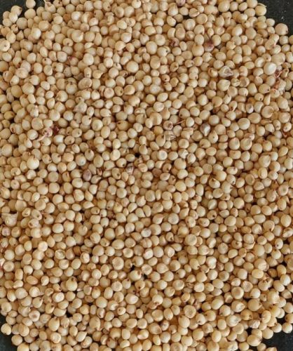 Natural White Sorghum Seeds, Packaging Size : 25kg, 50Kg