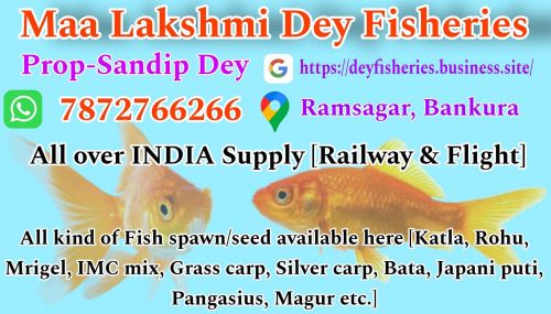 Silver Carp Fish Alive, Form : Seed, Variety : Eel, Globefish