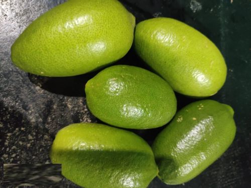 A Grade Fresh Assam Lemon, Packaging Type : Green for Pickles, Drinks