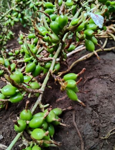 Common Polished Raw Green Cardamom Pods, Grade Standard : Food Grade