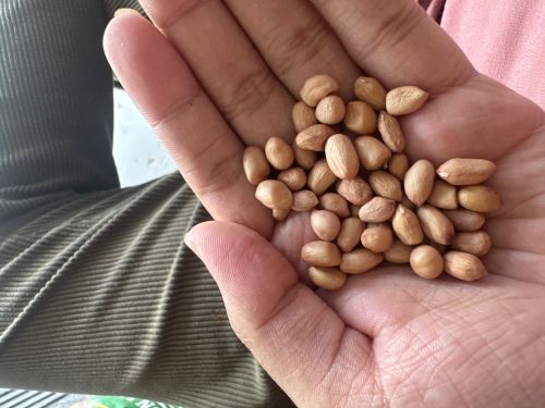 Kernels Peanut, Shell Type : Without Shell