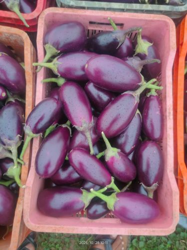 Purple Fresh Brinjal, Cultivation Type : Natural