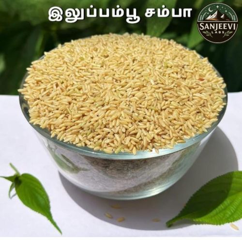 Brown Medium Grain Iluppai Poo Samba Rice