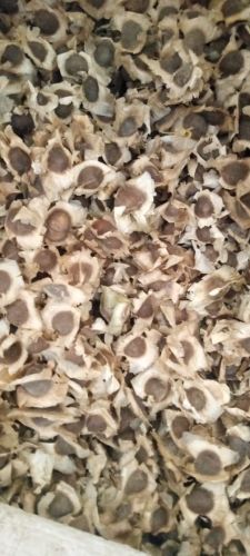 Natural Moringa Seeds, Packaging Type : PP Bag