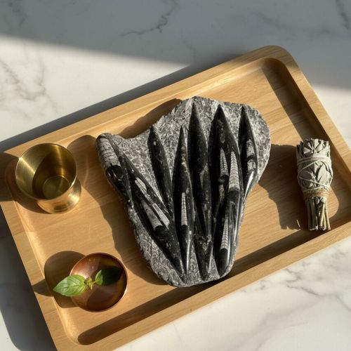 Crystal Natural Orthoceras Fossil Plate Kuber Stone for Hardscaping