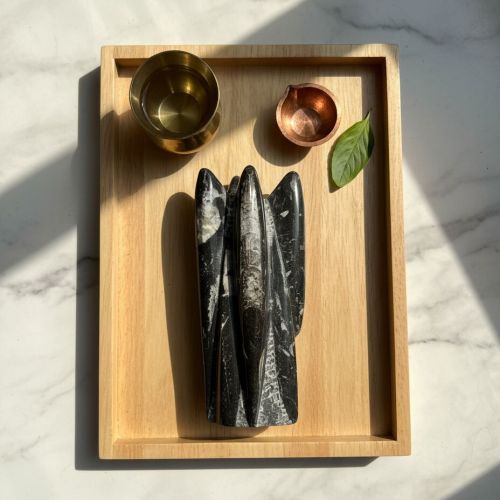 Polished Orthoceras Display Marine Fossil Fossil Kuber Stone