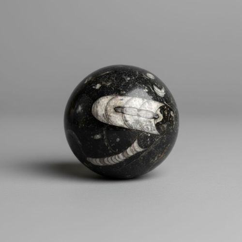 Polished Orthoceras Ammonite Fossil Sphere Kuber Stone