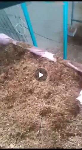 Wood Dust, Color : Brown Dried, Form : Powder