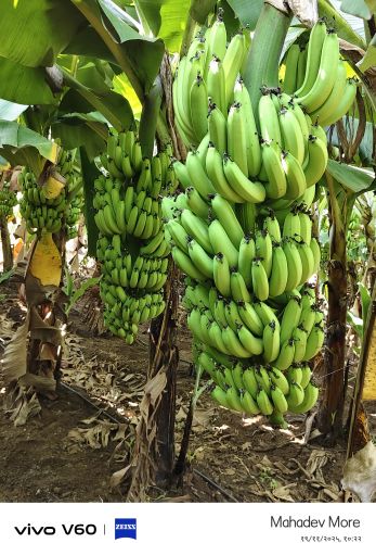 Fresh Banana Fruit, Packaging Size : 10Kg, Packaging Type : Box