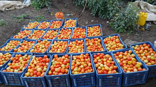 Red Tomatoes, Packaging Size : Loose Crate